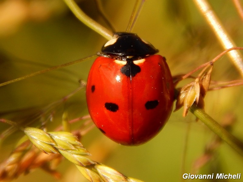 Coccinella septepunctata?